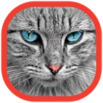 cats wallpapers android application logo